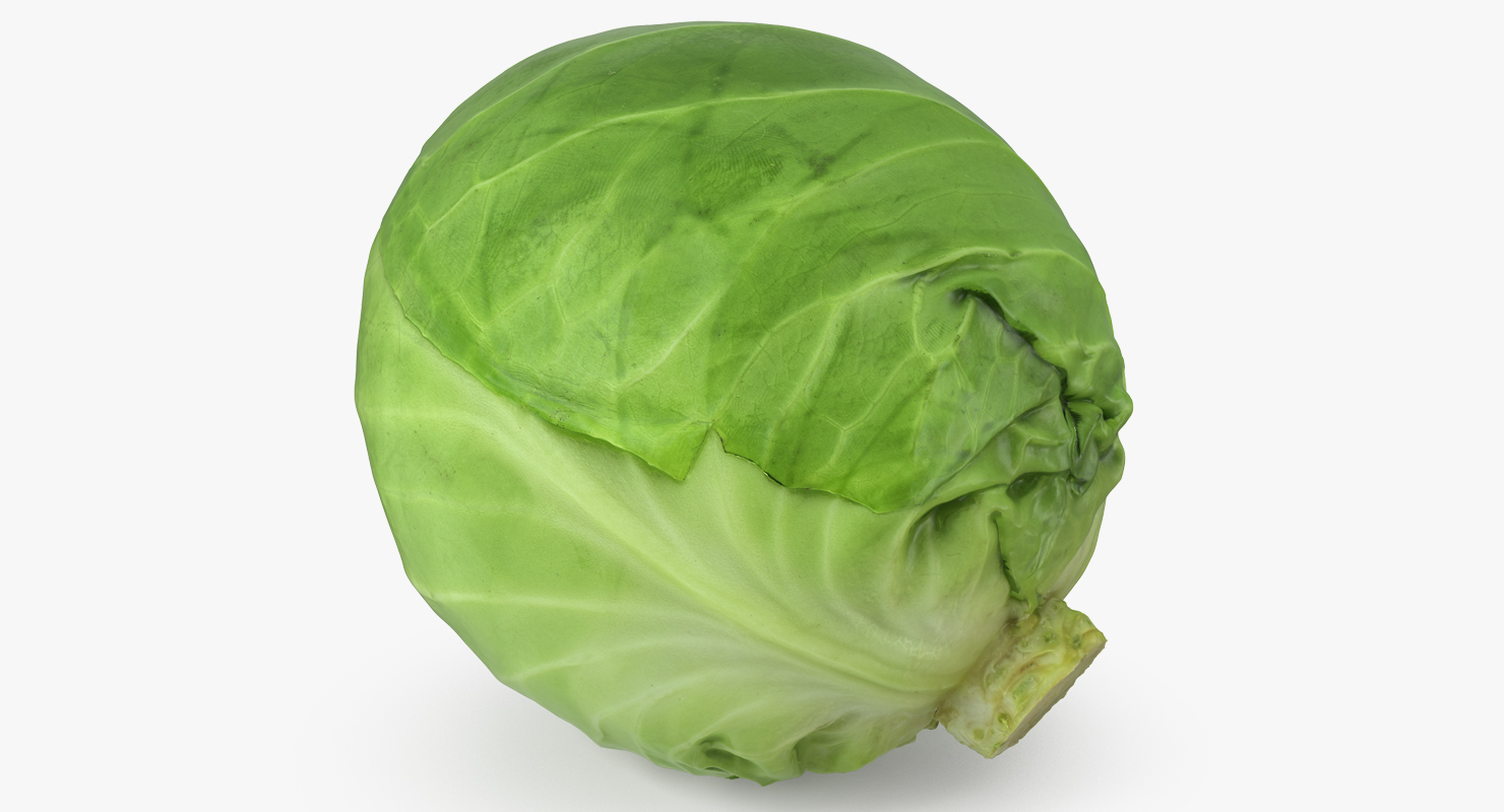 Cabbage 3D model