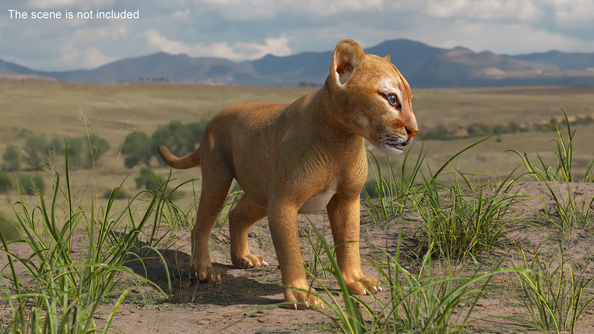 3D Baby Puma Cub model