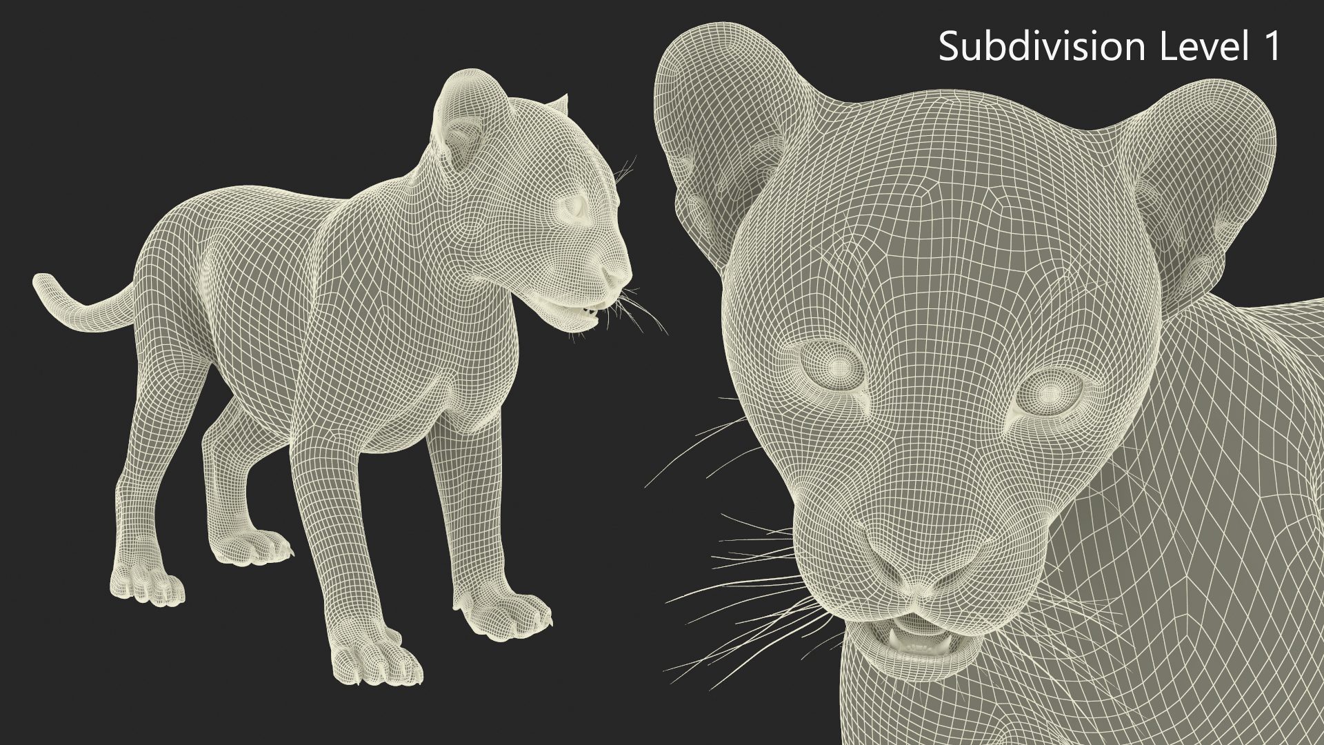 3D Baby Puma Cub model