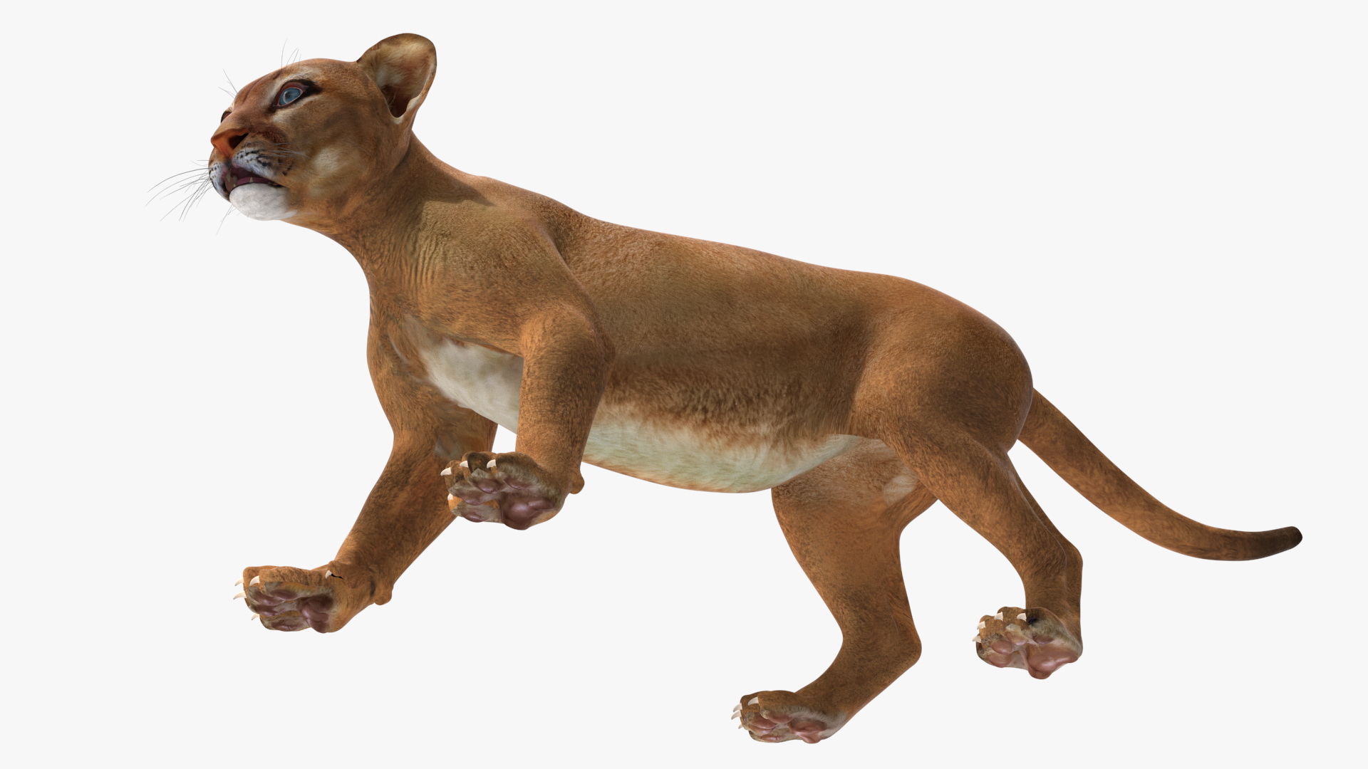 3D Baby Puma Cub model