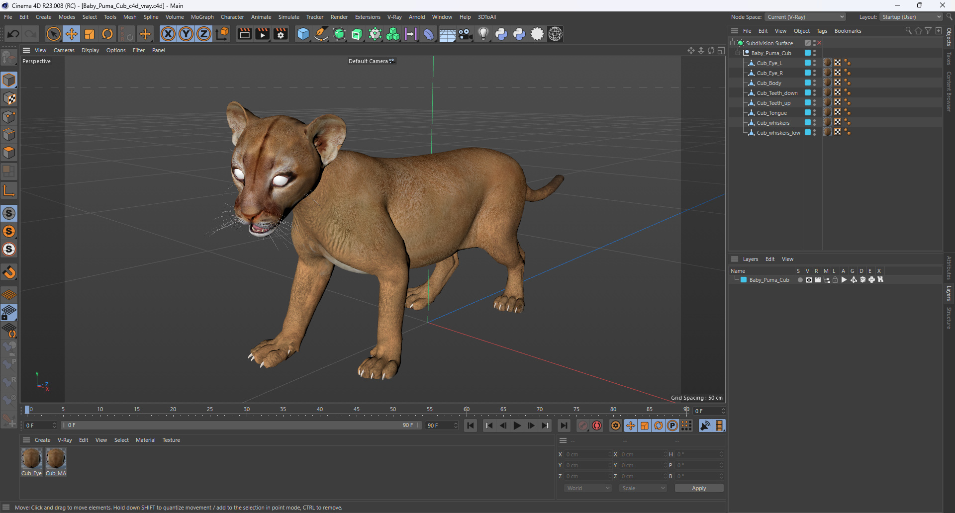 3D Baby Puma Cub model