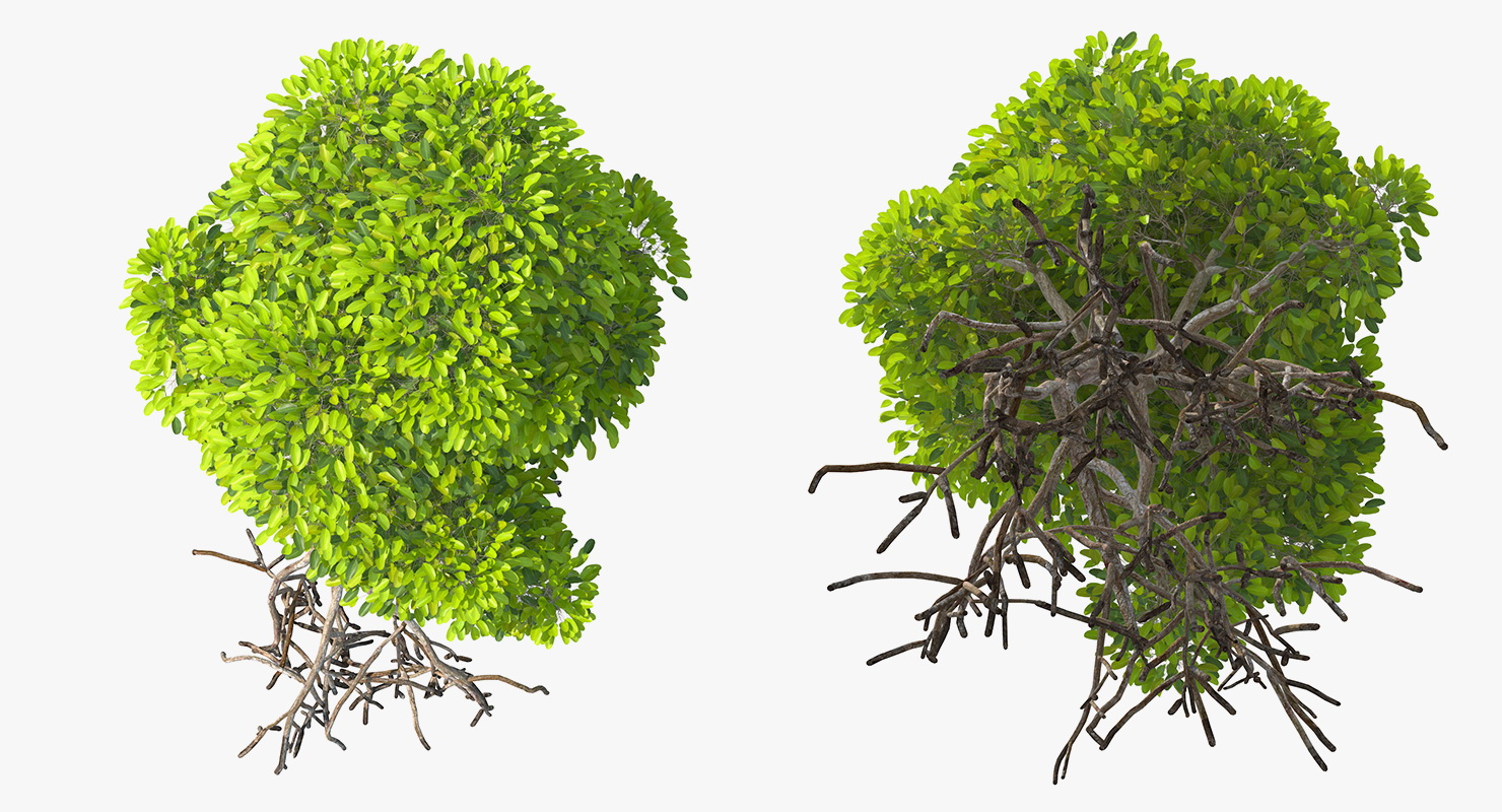 Mangrove Shrub 3D model