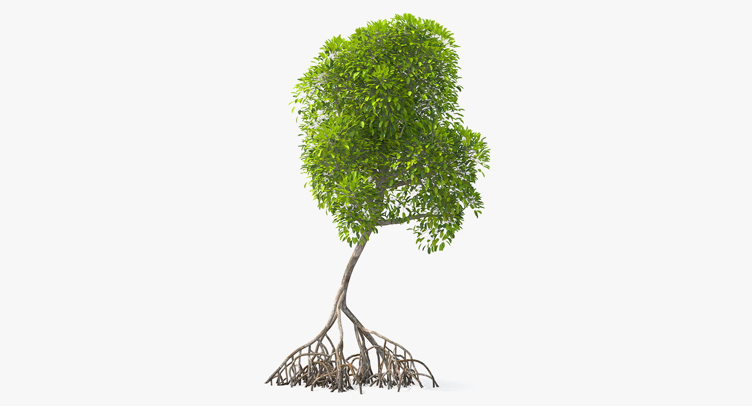 Mangrove Shrub 3D model