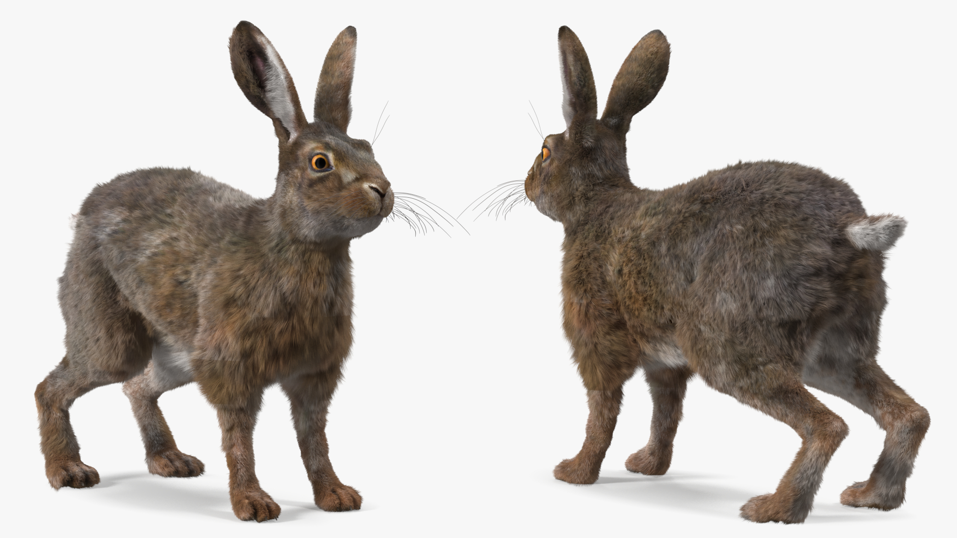 European Hare Fur 3D