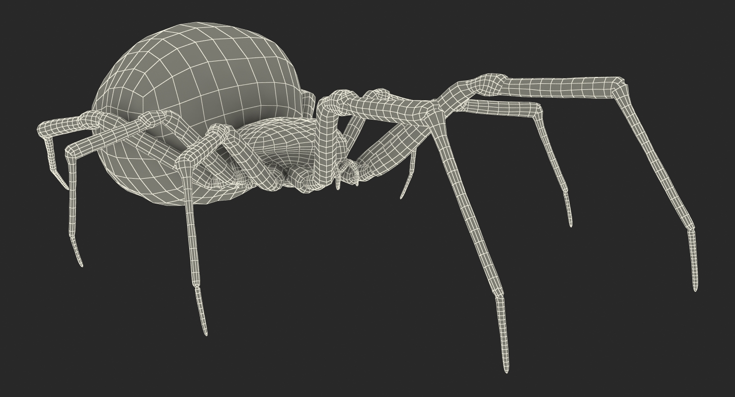 3D Latrodectus Spider model