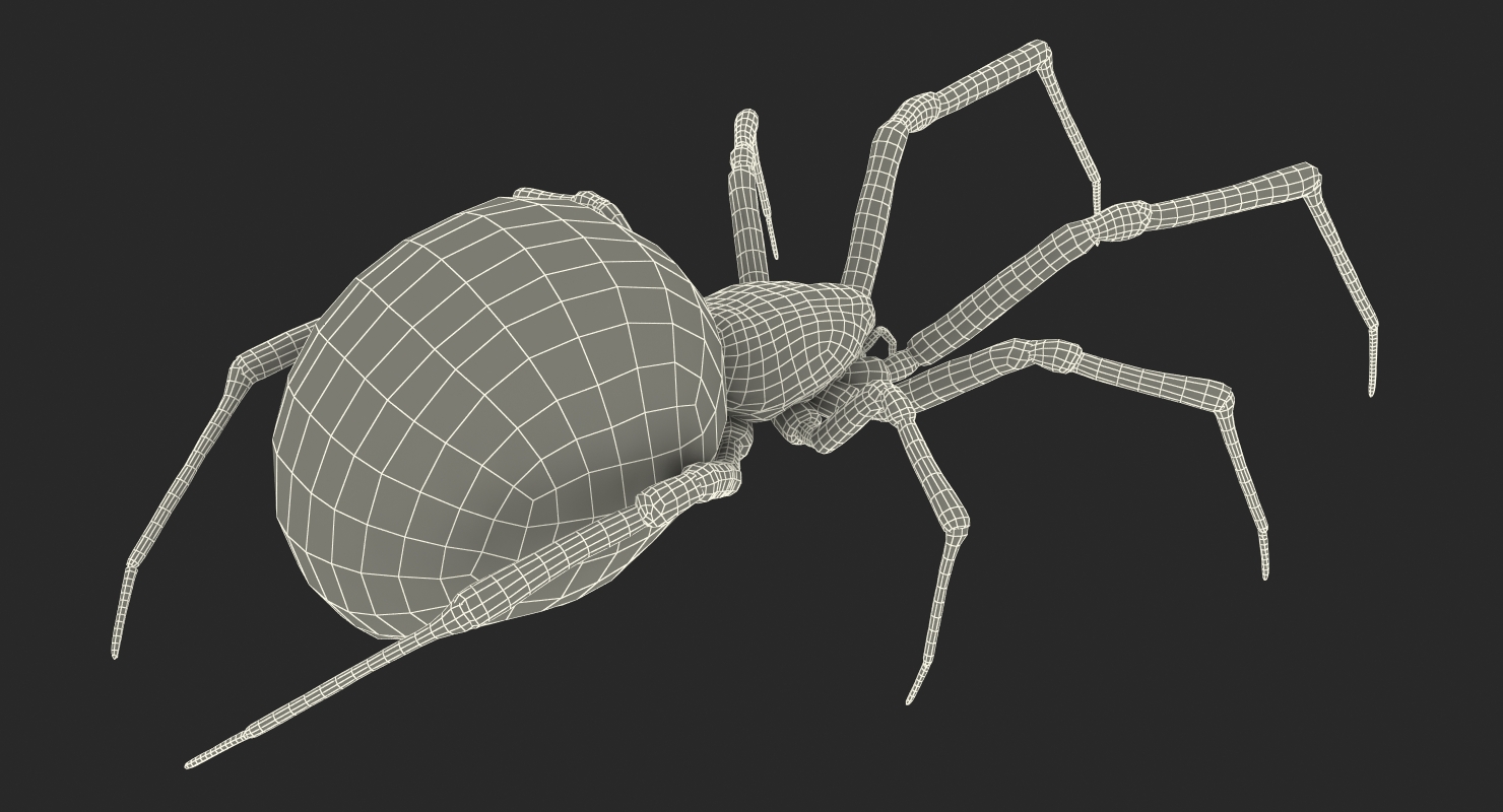 3D Latrodectus Spider model