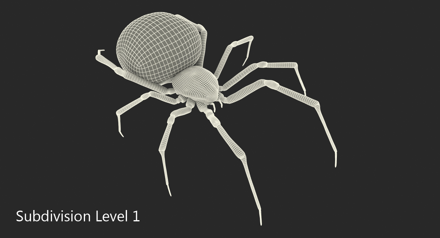 3D Latrodectus Spider model