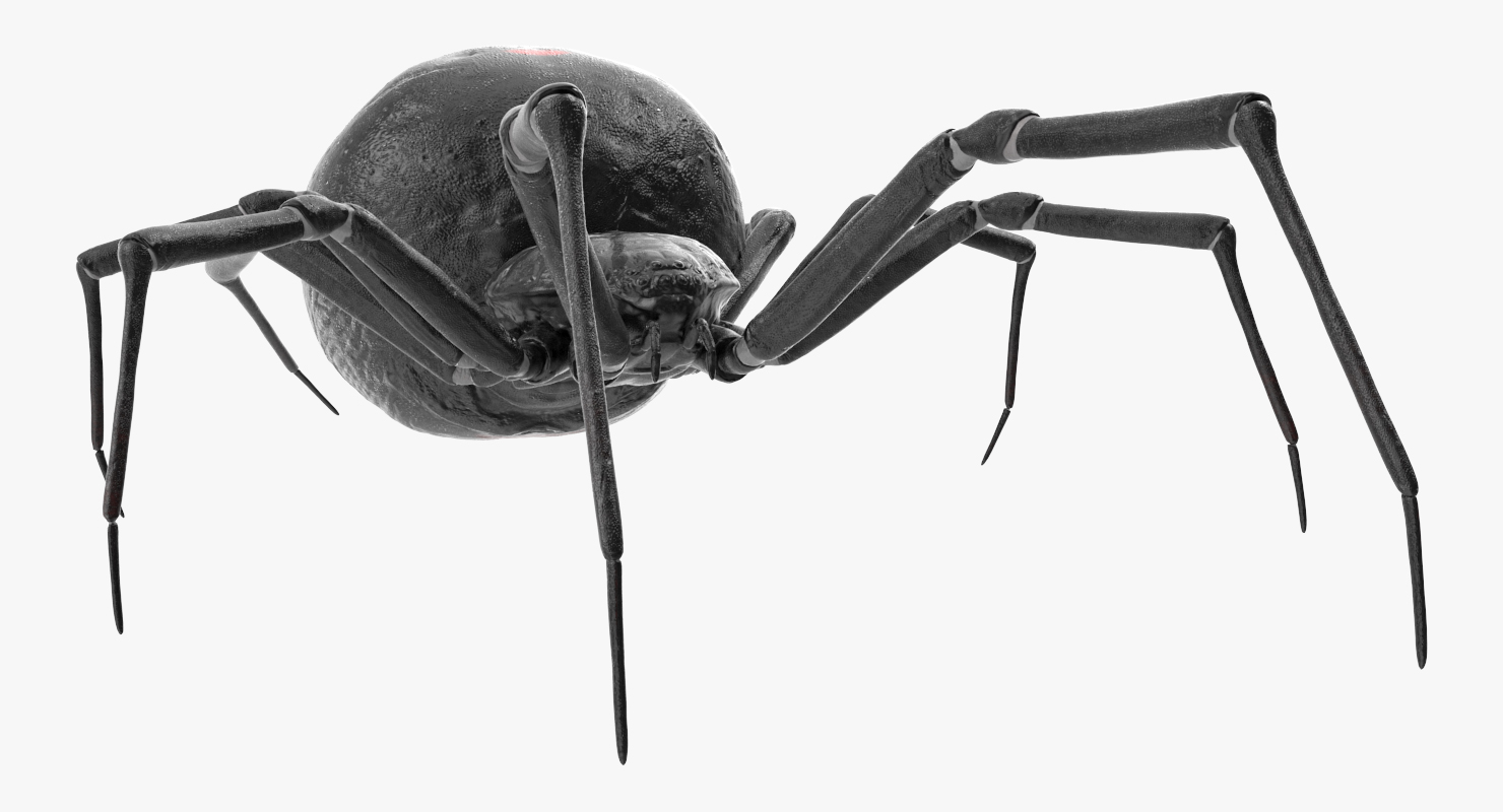 3D Latrodectus Spider model