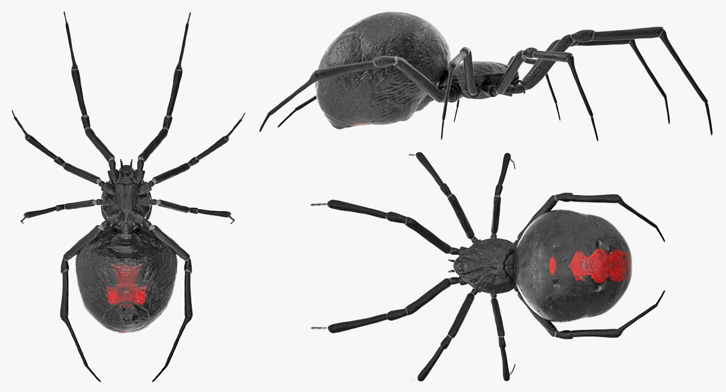 3D Latrodectus Spider model