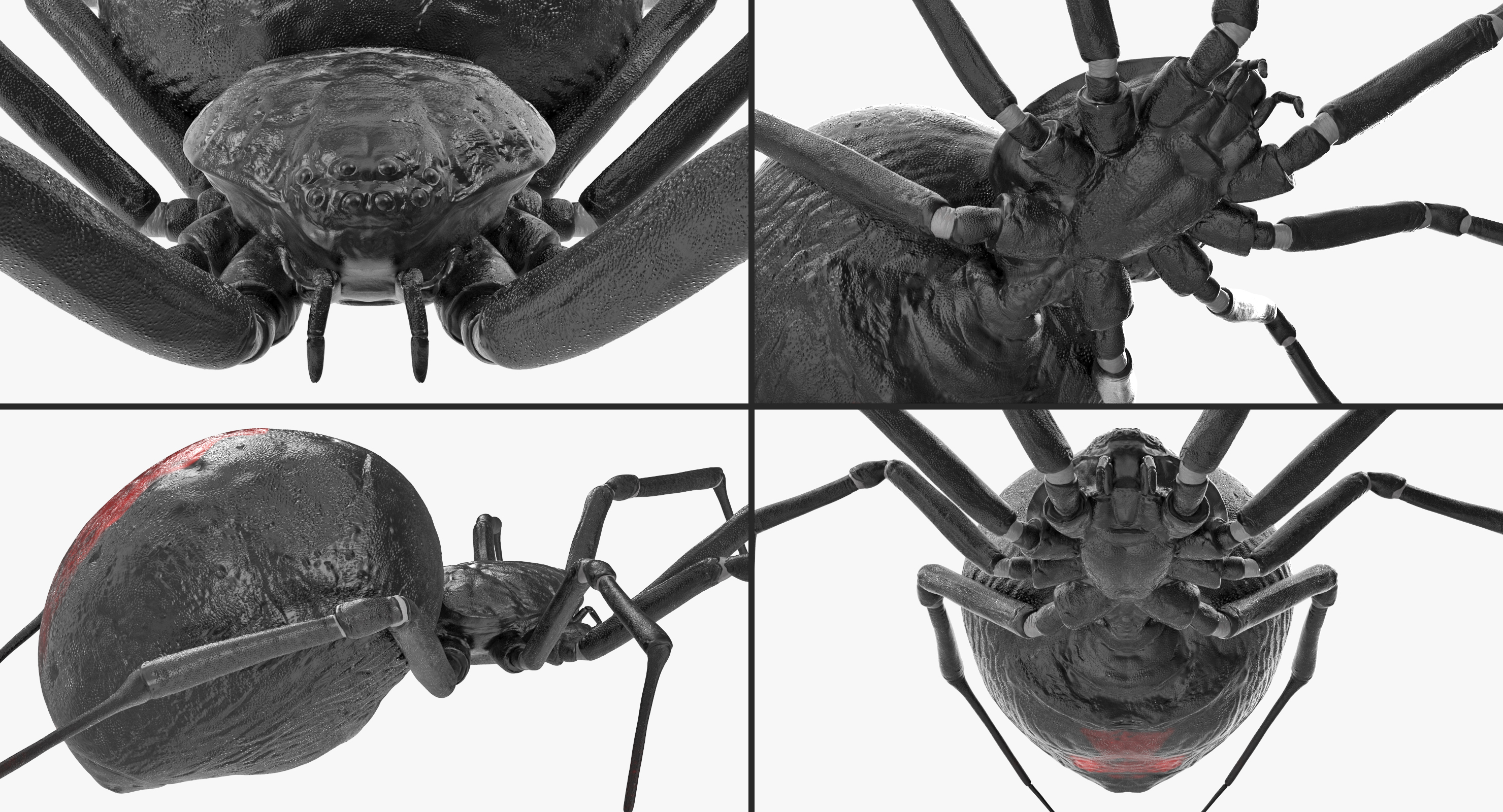 3D Latrodectus Spider model