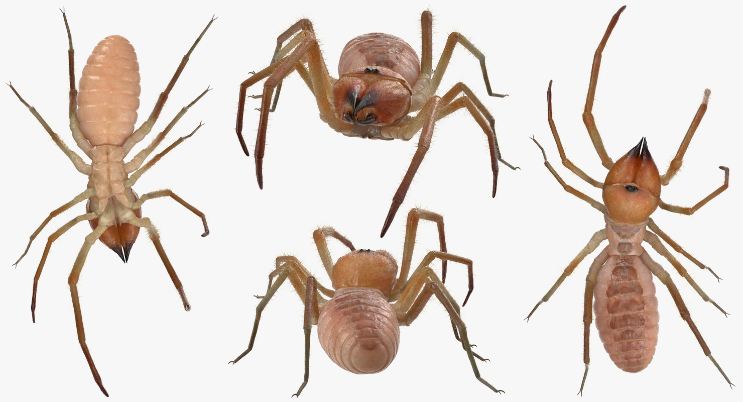 Sun Spider with Fur 3D model