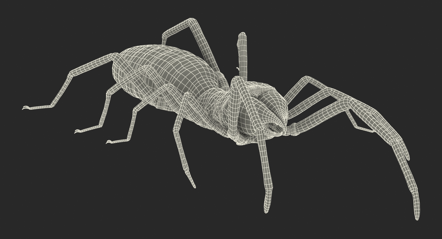 Sun Spider with Fur 3D model