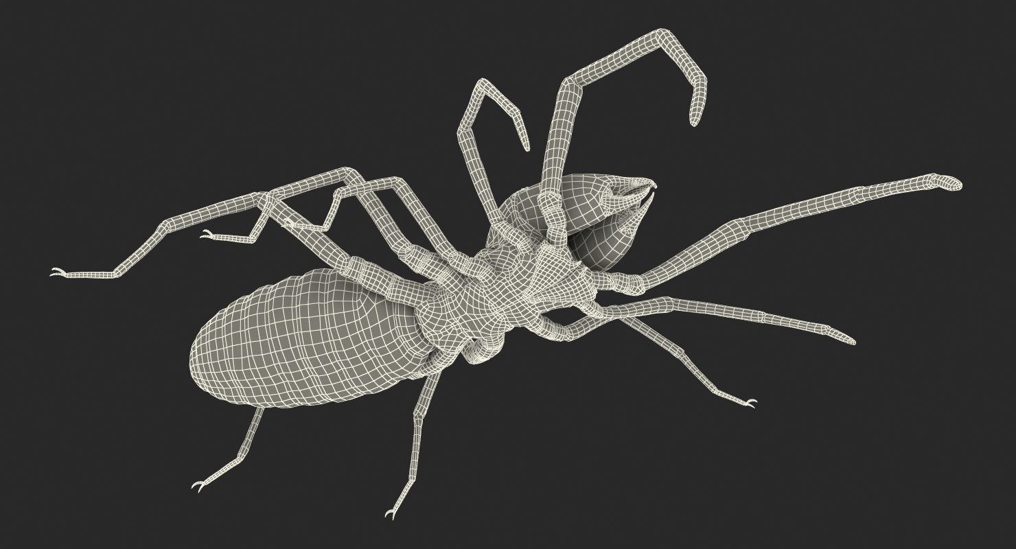 Sun Spider with Fur 3D model