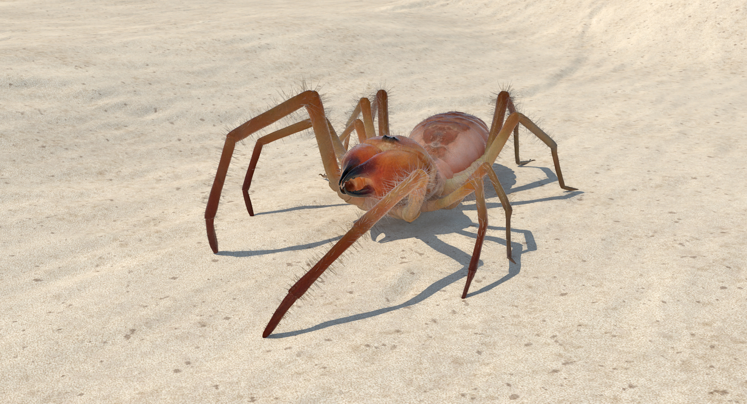 Sun Spider with Fur 3D model