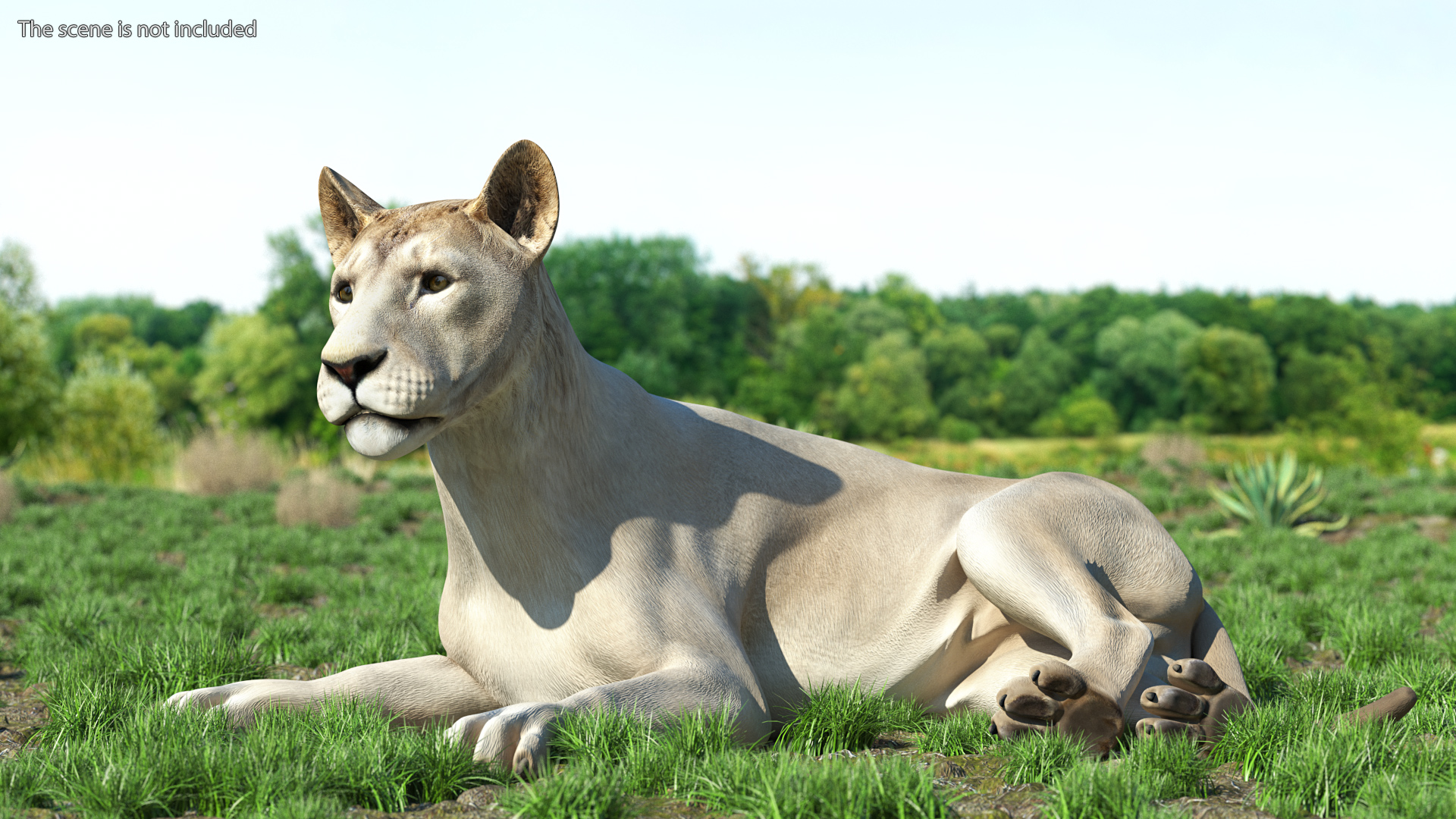 Young White Lion Lying Pose 3D