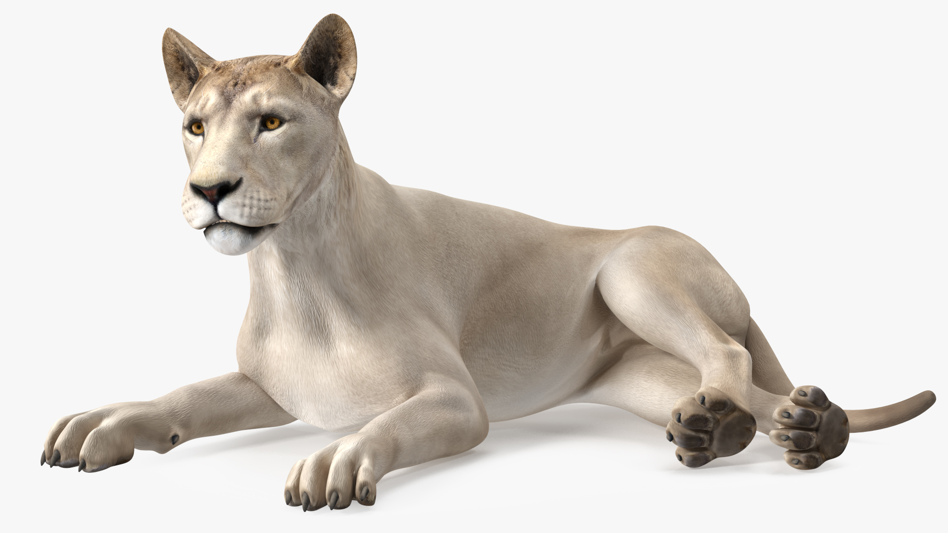 Young White Lion Lying Pose 3D