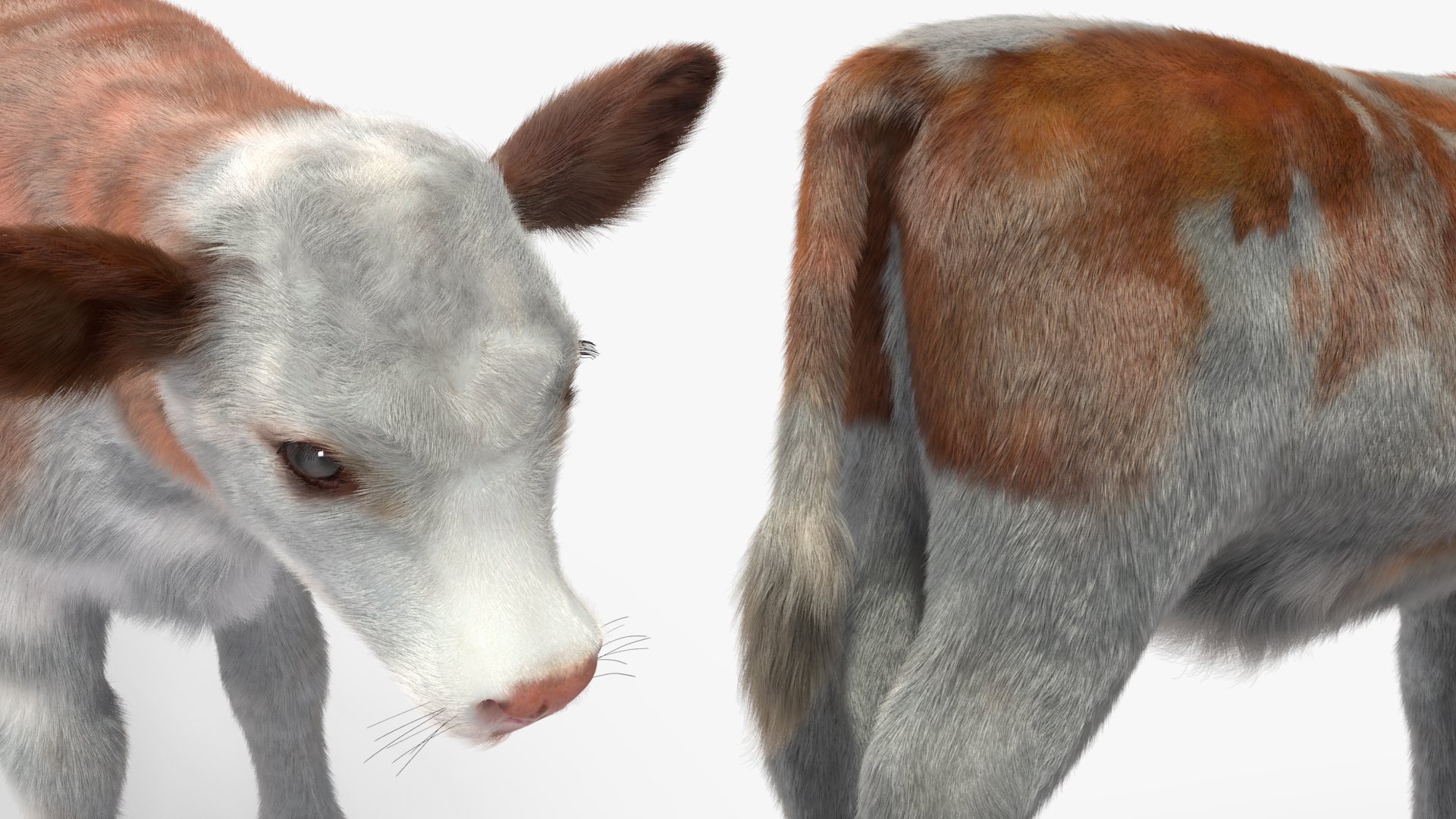 Cow Calf Fur 3D