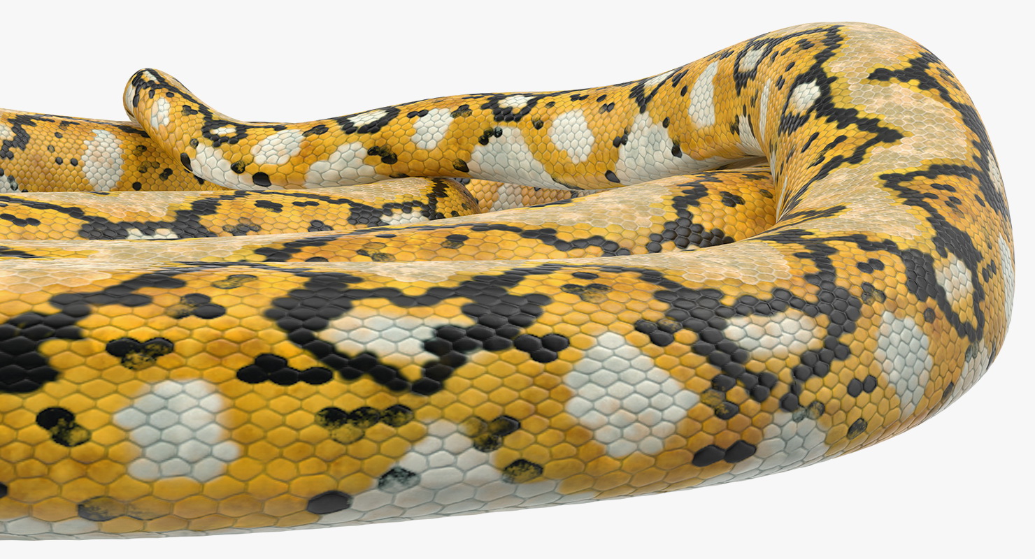 3D Yellow Python Snake Rigged