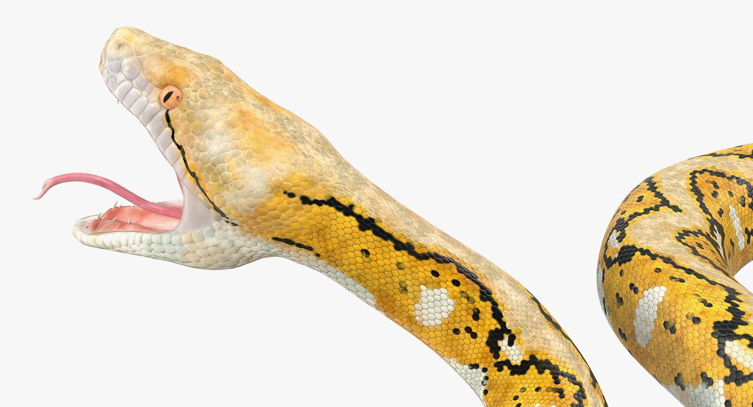 3D Yellow Python Snake Rigged