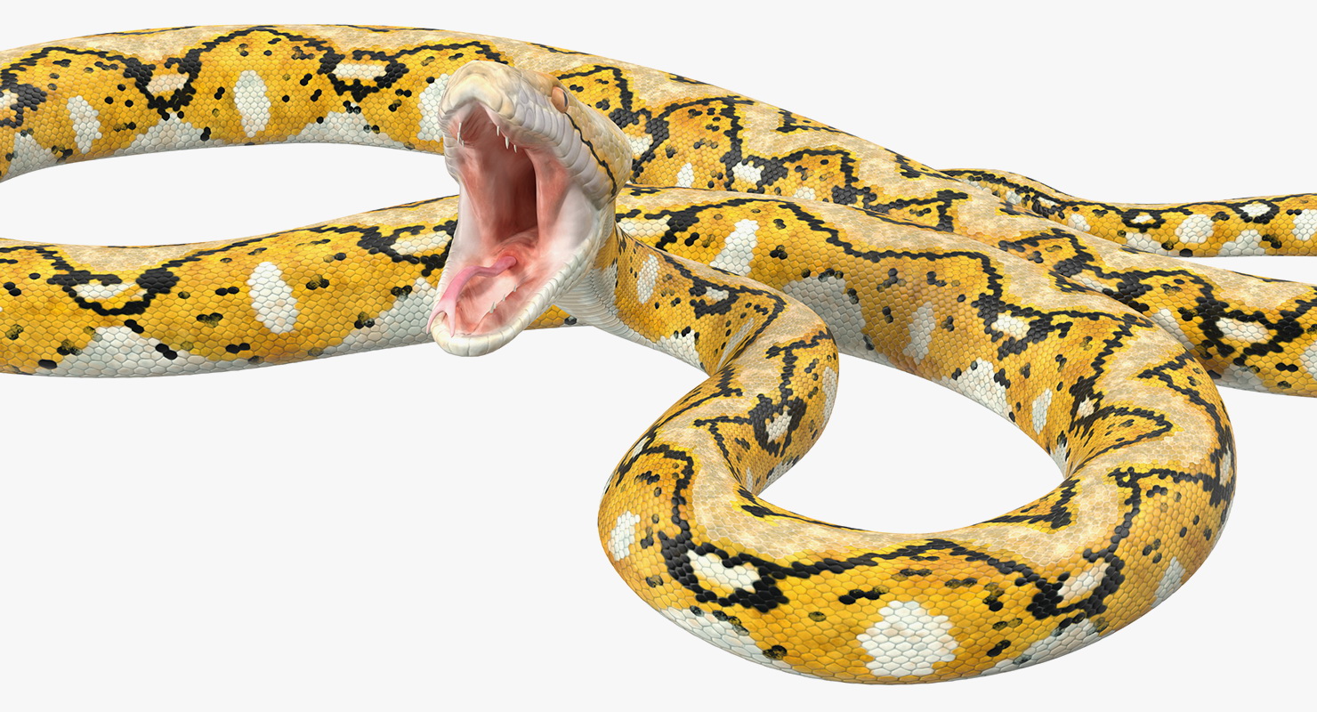 3D Yellow Python Snake Rigged