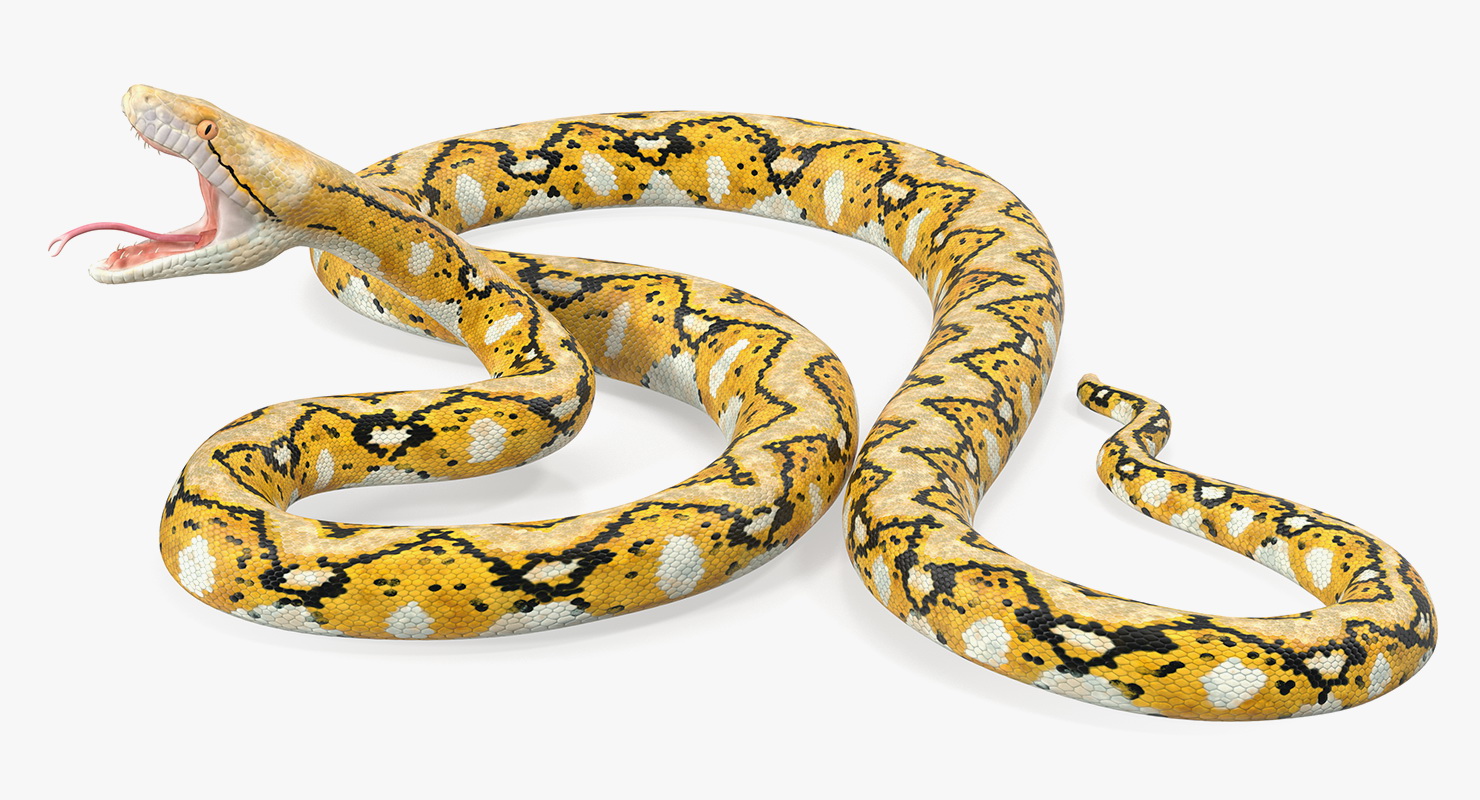 3D Yellow Python Snake Rigged