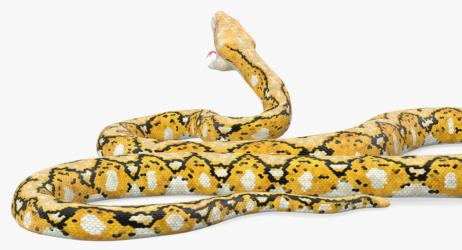 3D Yellow Python Snake Rigged