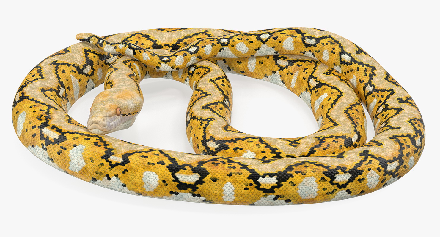 3D Yellow Python Snake Rigged