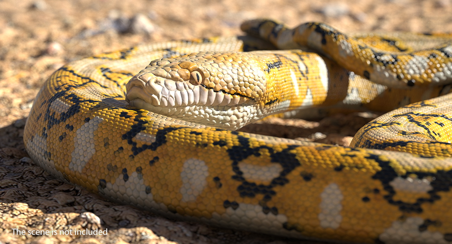 3D Yellow Python Snake Rigged