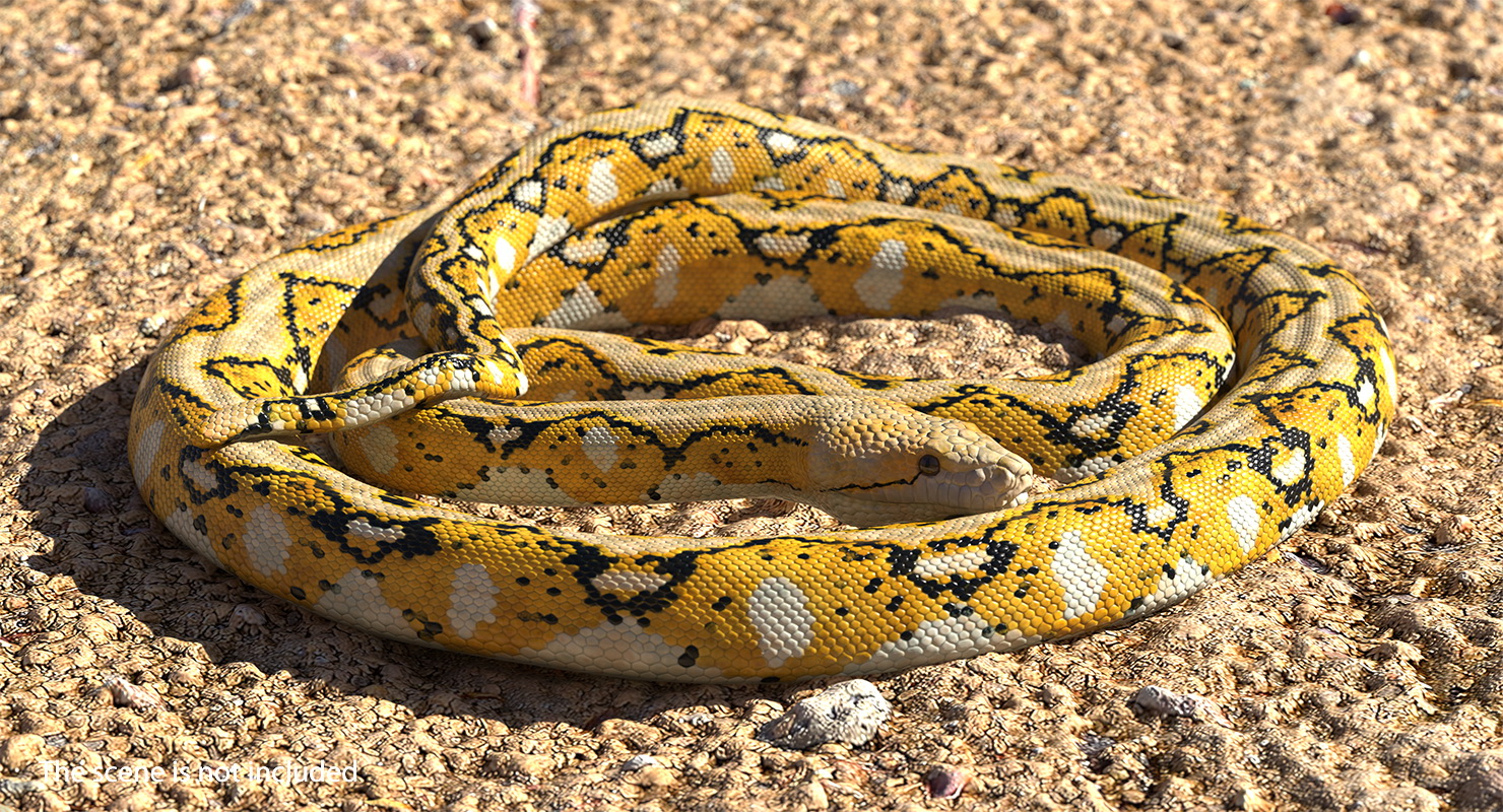 3D Yellow Python Snake Rigged