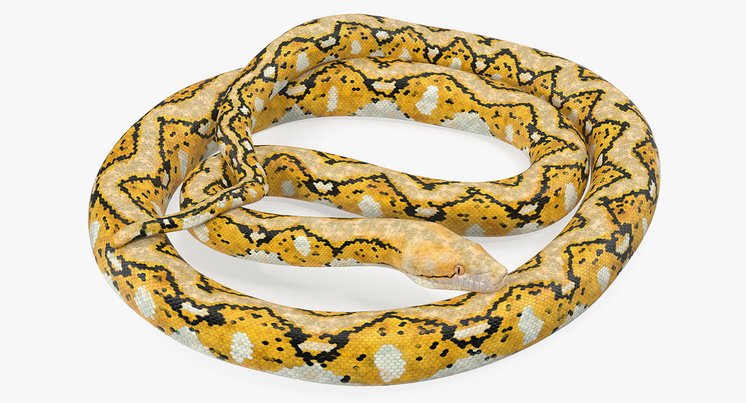 3D Yellow Python Snake Rigged