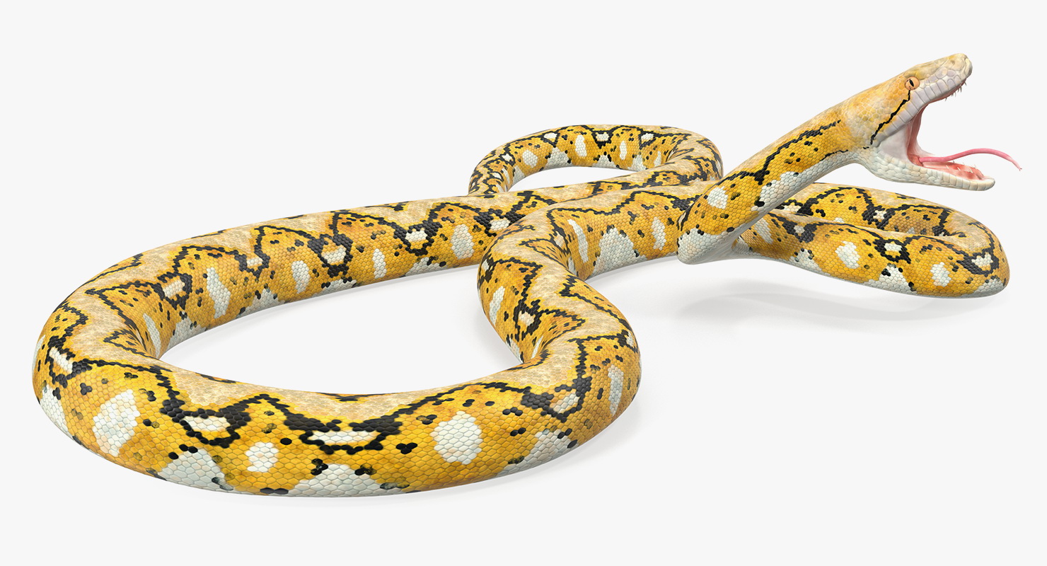 3D Yellow Python Snake Rigged