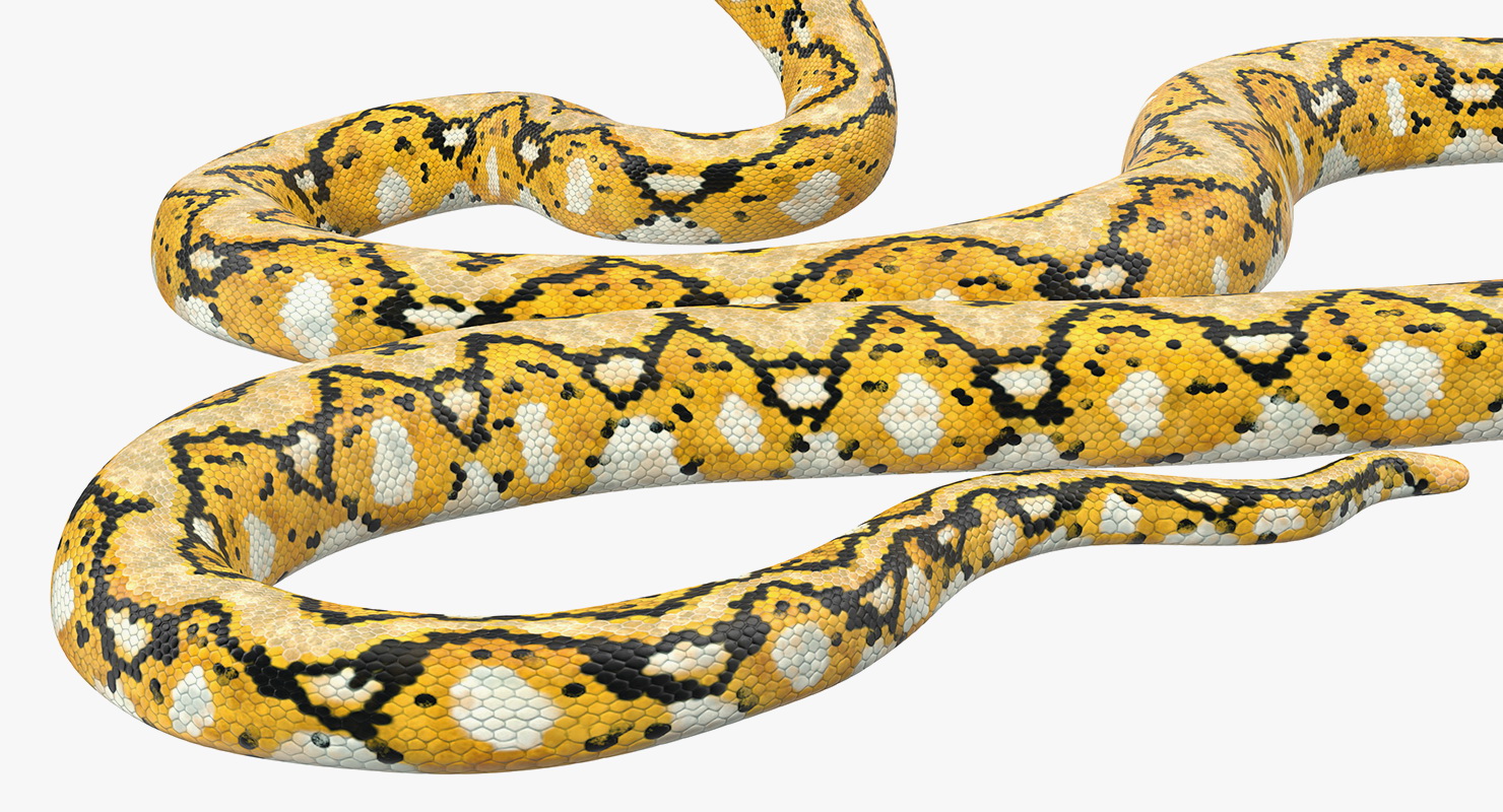 3D Yellow Python Snake Rigged