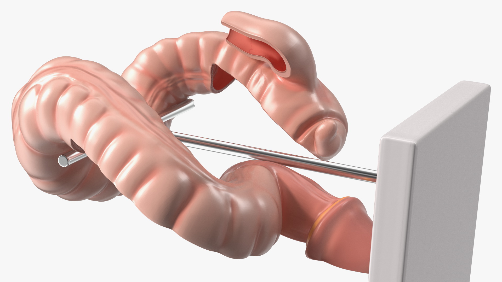 3D Intestine Medical Model model