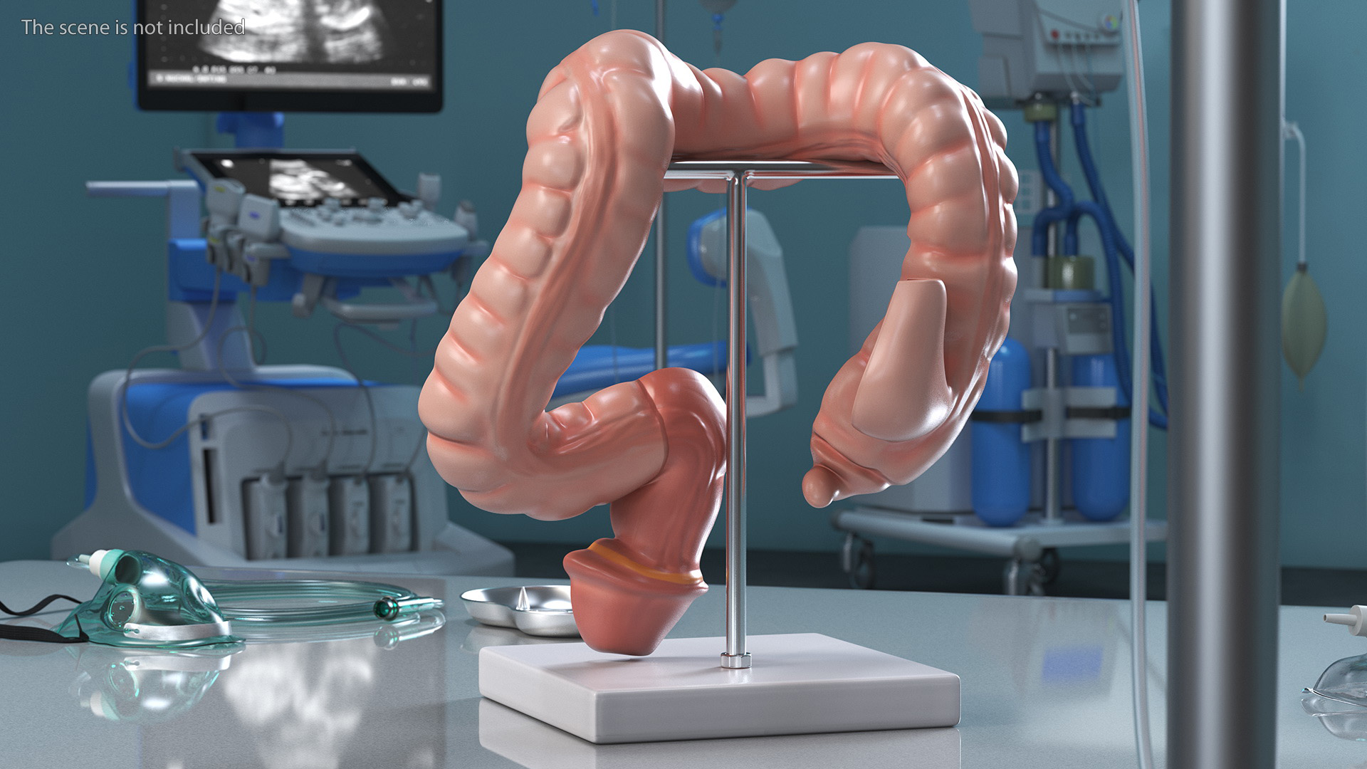 3D Intestine Medical Model model