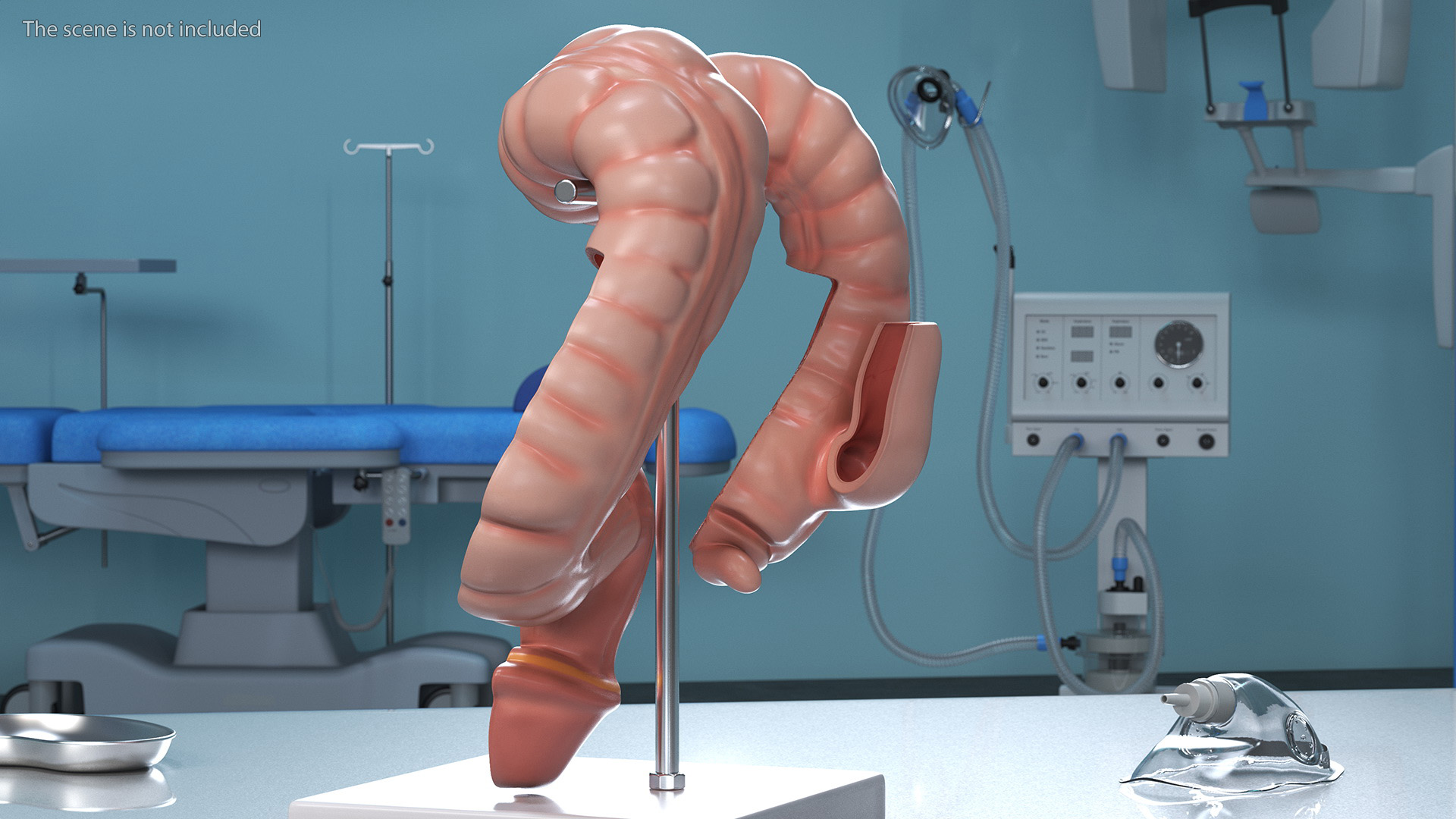 3D Intestine Medical Model model