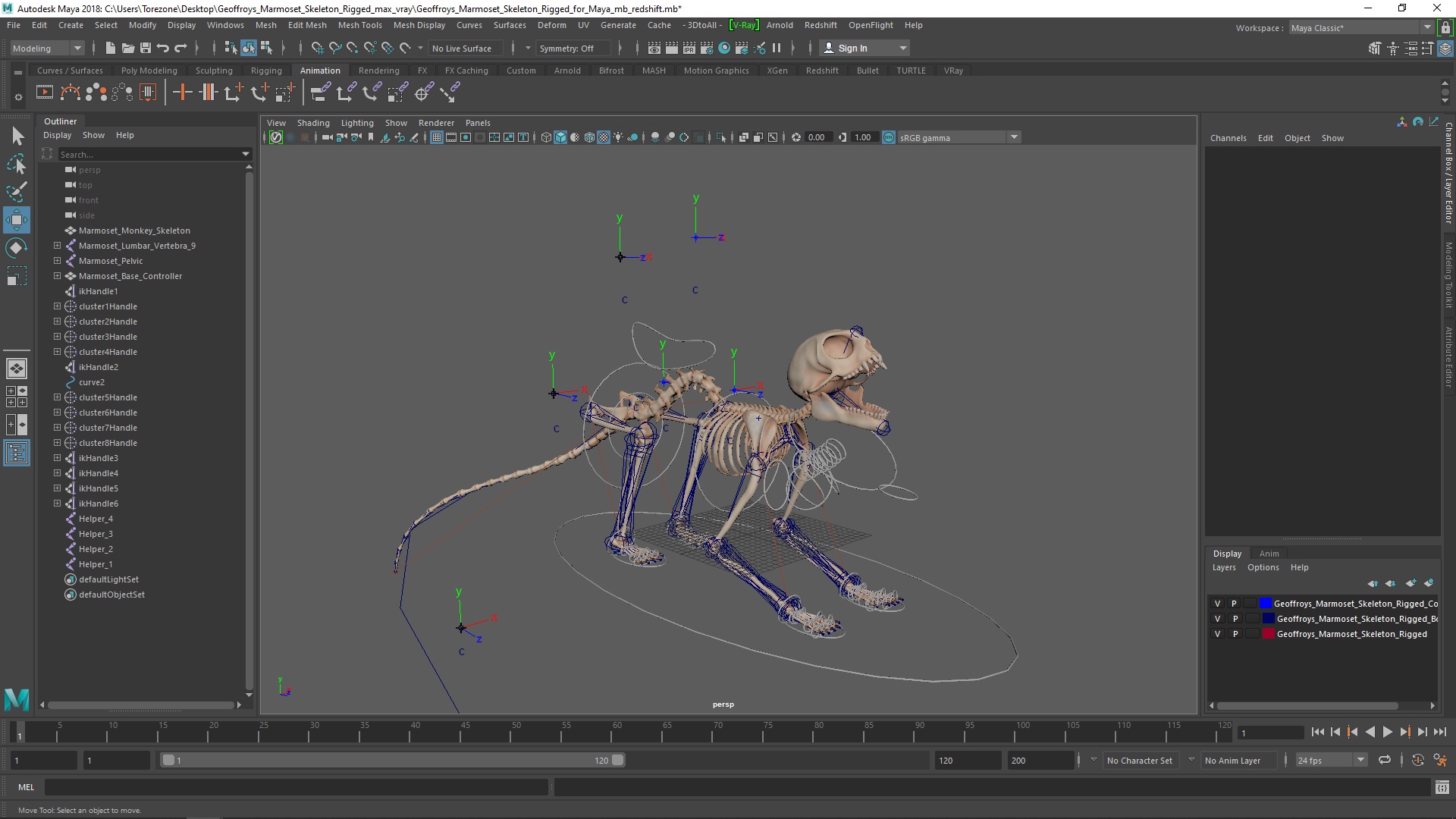 3D Geoffroys Marmoset Skeleton Rigged for Maya model