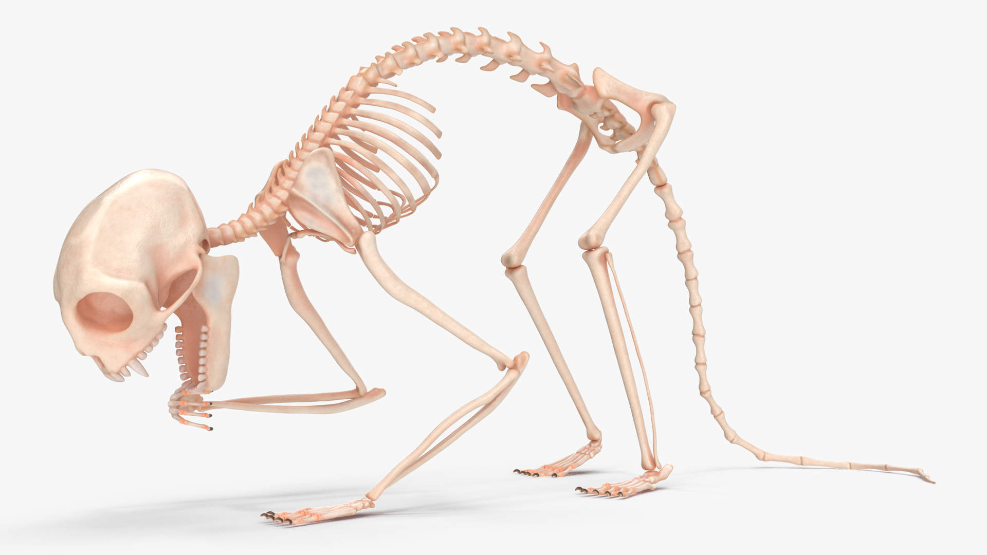 3D Geoffroys Marmoset Skeleton Rigged for Maya model