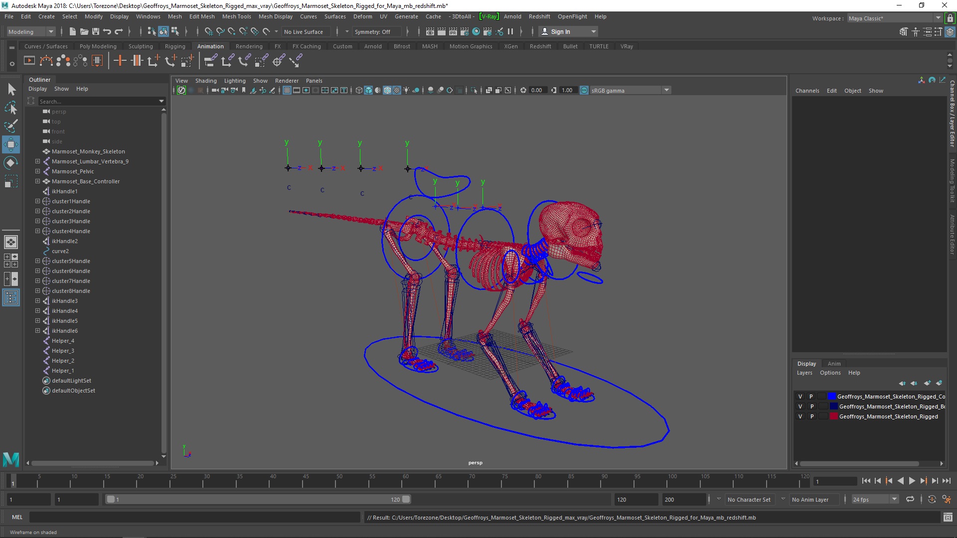 3D Geoffroys Marmoset Skeleton Rigged for Maya model