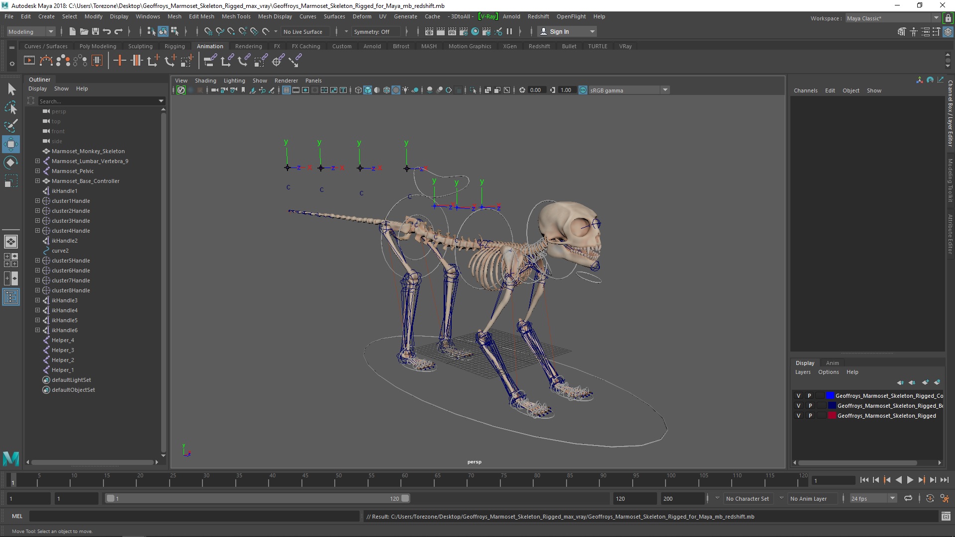 3D Geoffroys Marmoset Skeleton Rigged for Maya model