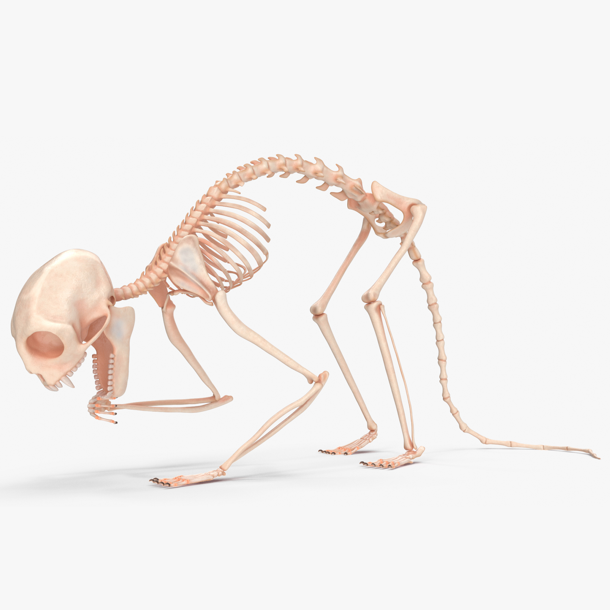 3D Geoffroys Marmoset Skeleton Rigged for Maya model