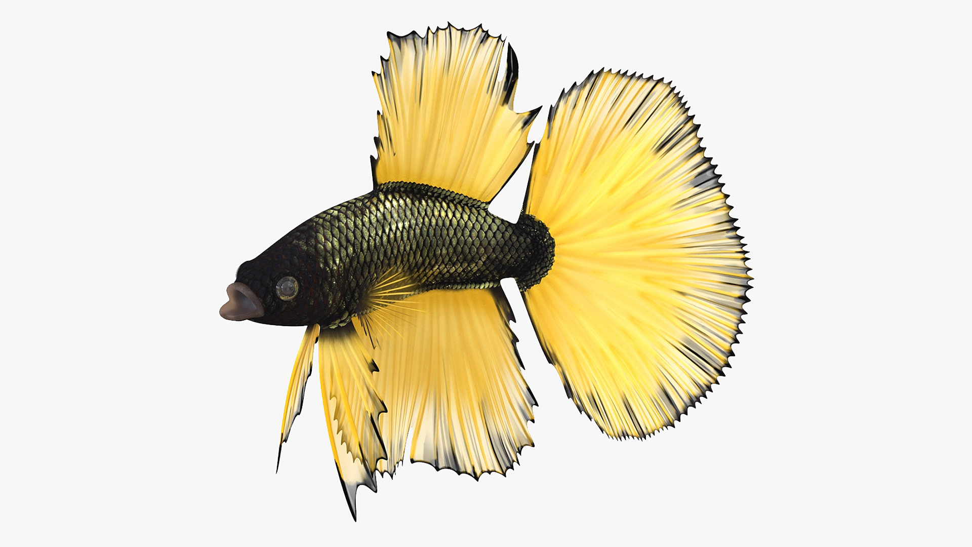 3D model Betta Fish Aquarium Pet Rigged