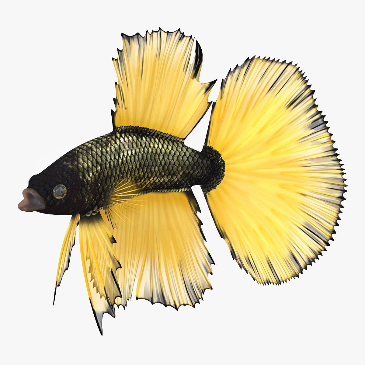 3D model Betta Fish Aquarium Pet Rigged