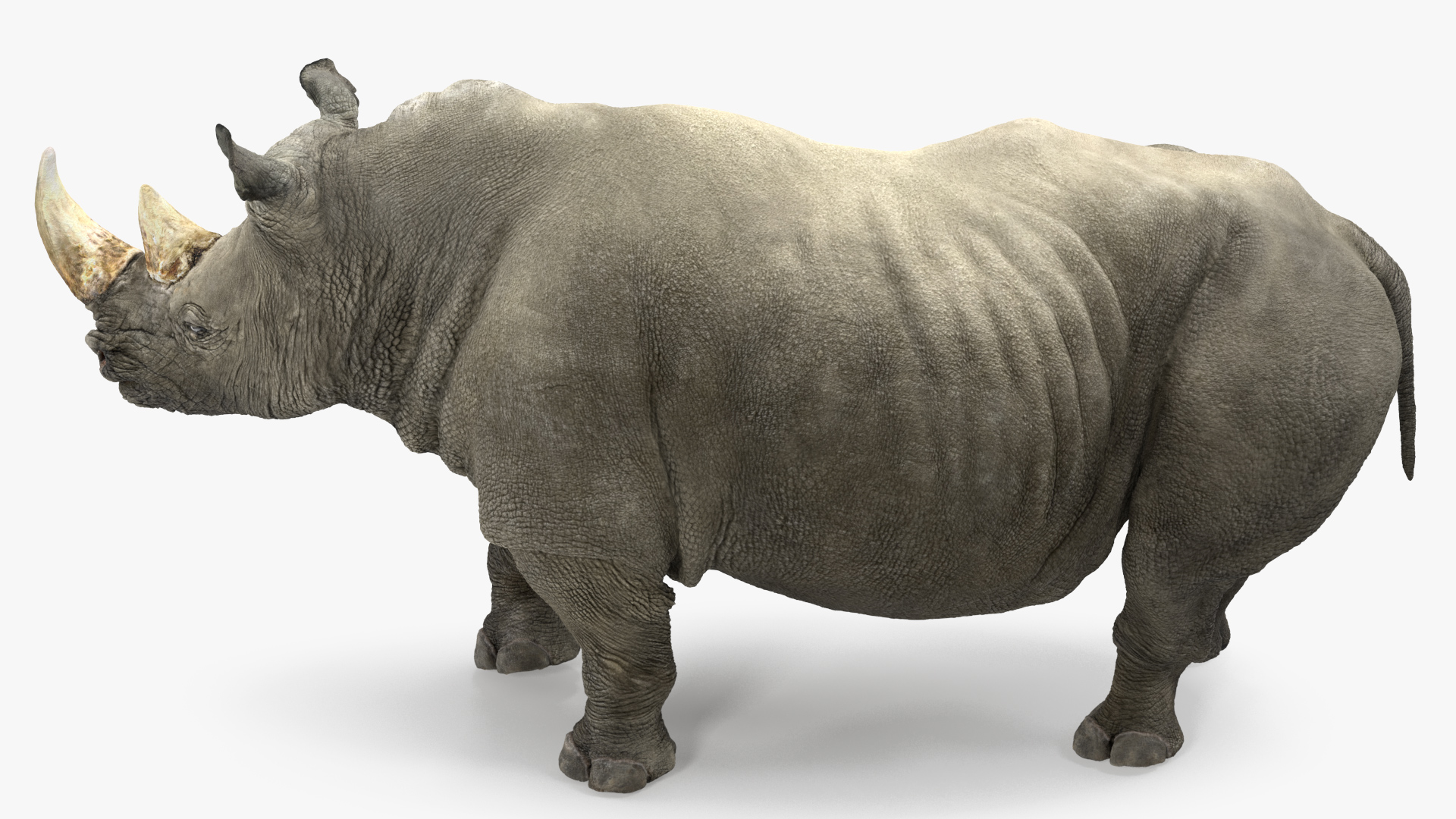 Rhino Standing Pose 3D model