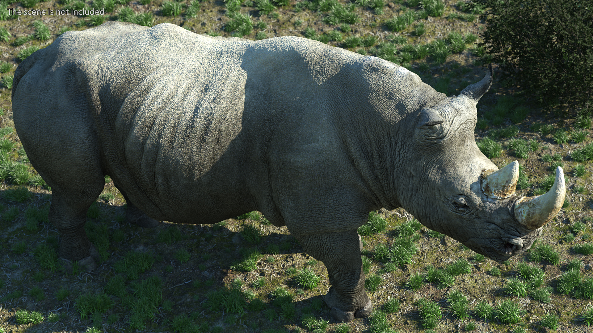 Rhino Standing Pose 3D model