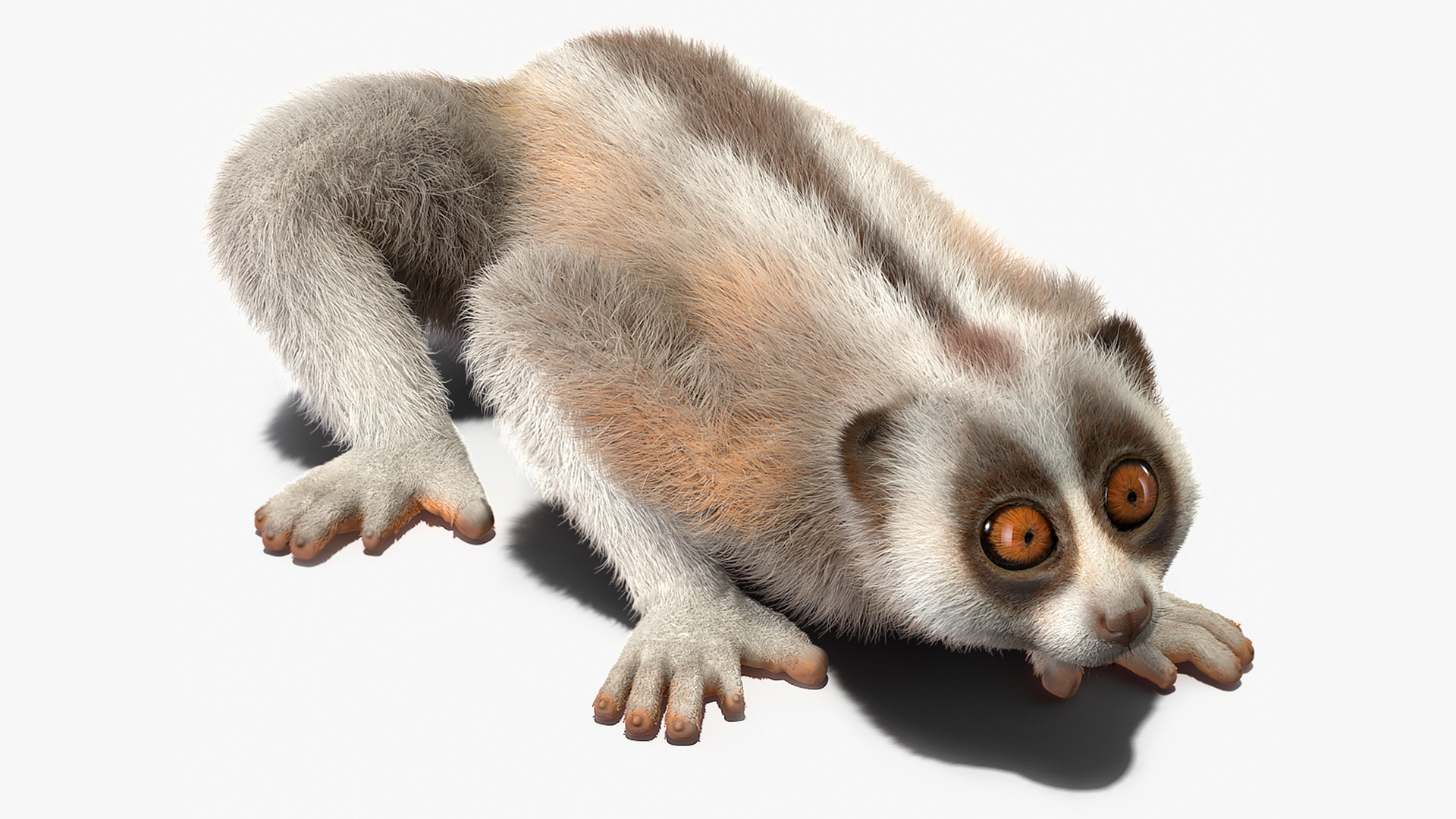 Bornean Slow Loris Fur 3D