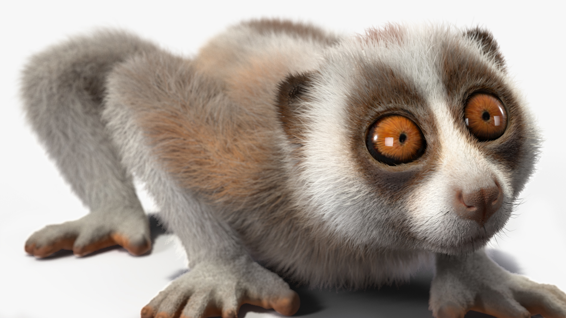 Bornean Slow Loris Fur 3D