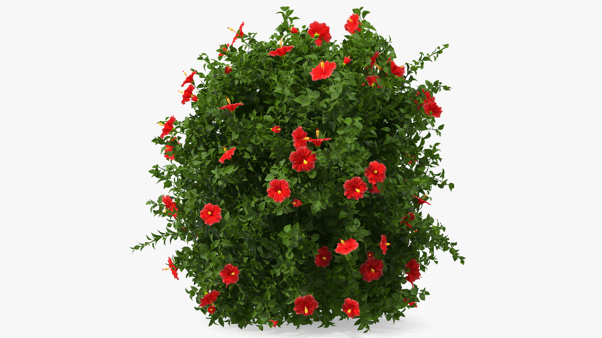 Flowering Hibiscus Bush Red 3D