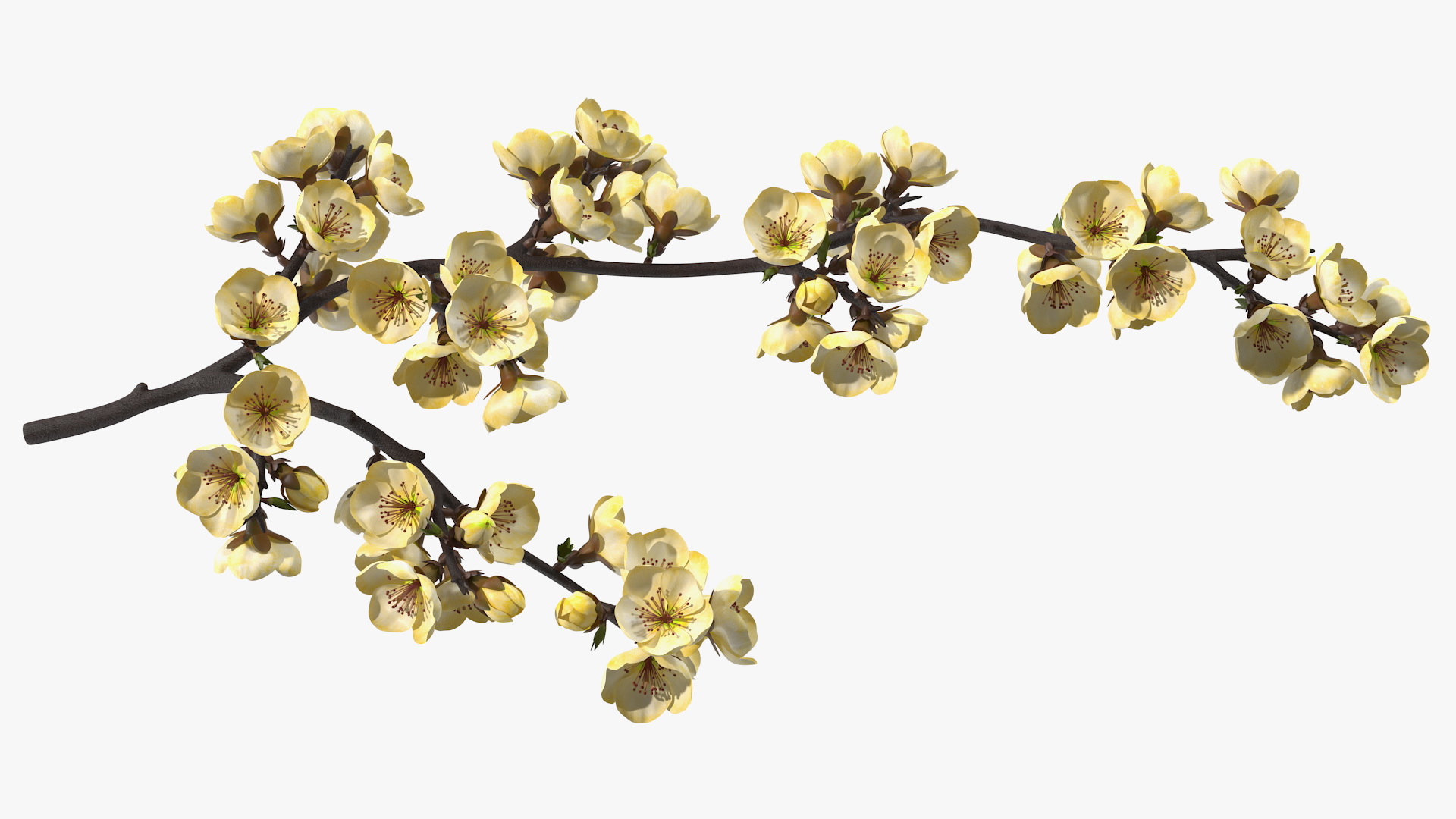 3D Tree Branch with Yellow Flowers