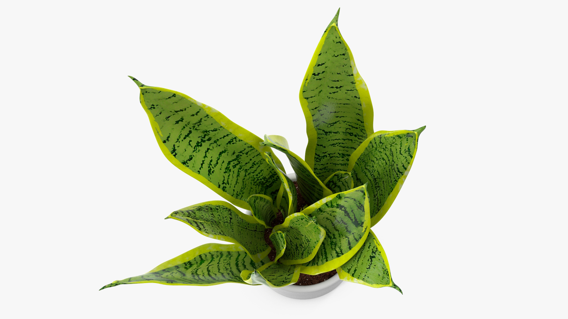 3D model Dracaena Trifasciata