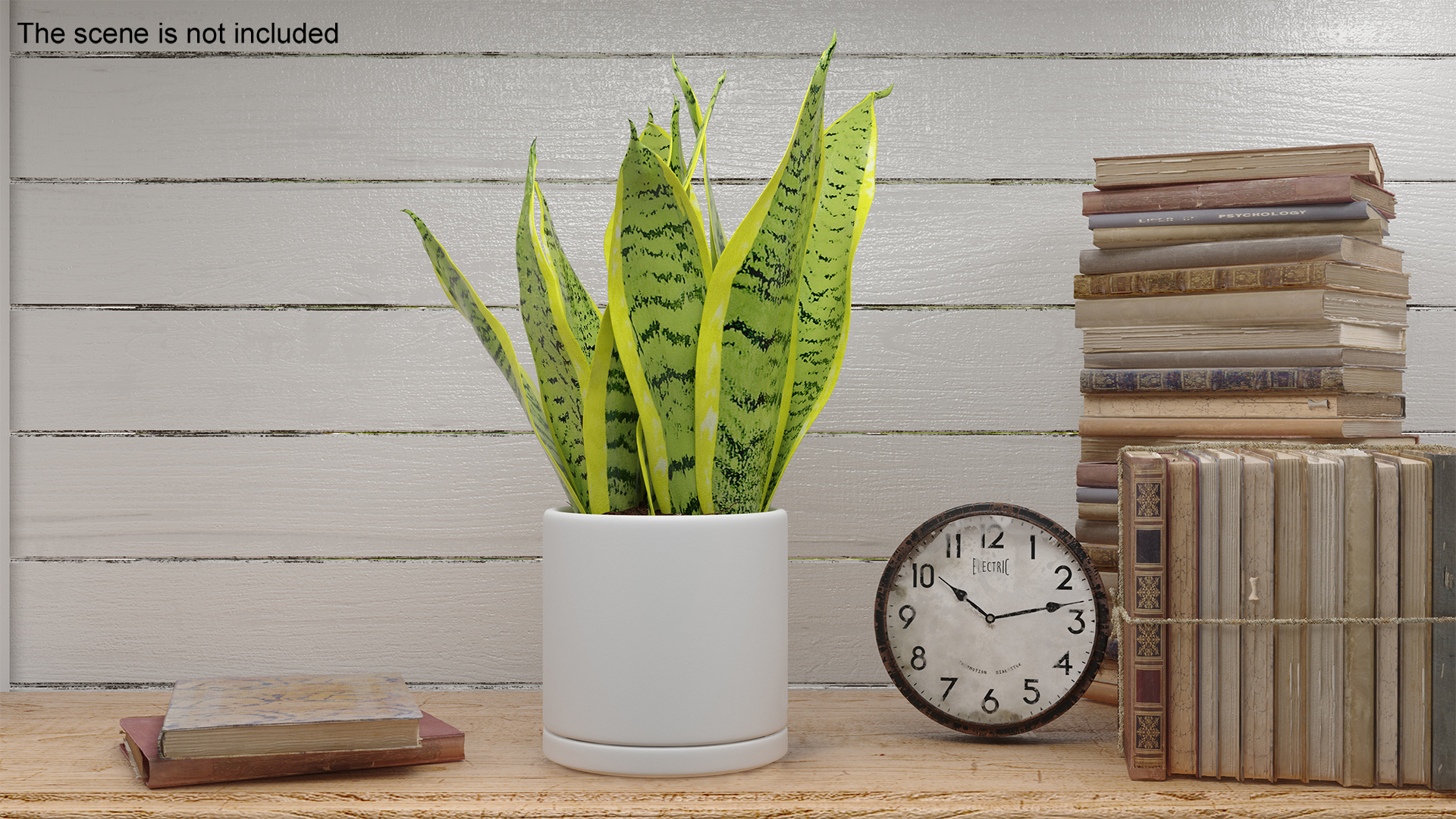 3D model Dracaena Trifasciata